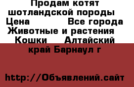 Продам котят шотландской породы › Цена ­ 2 000 - Все города Животные и растения » Кошки   . Алтайский край,Барнаул г.